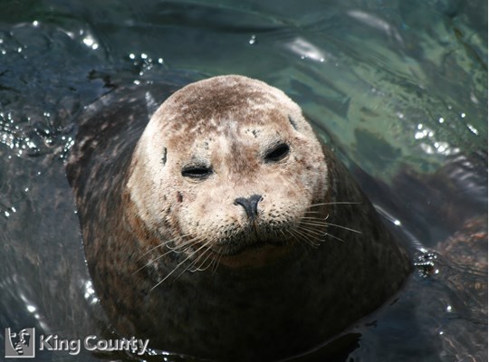 Photo of Phoca vitulina